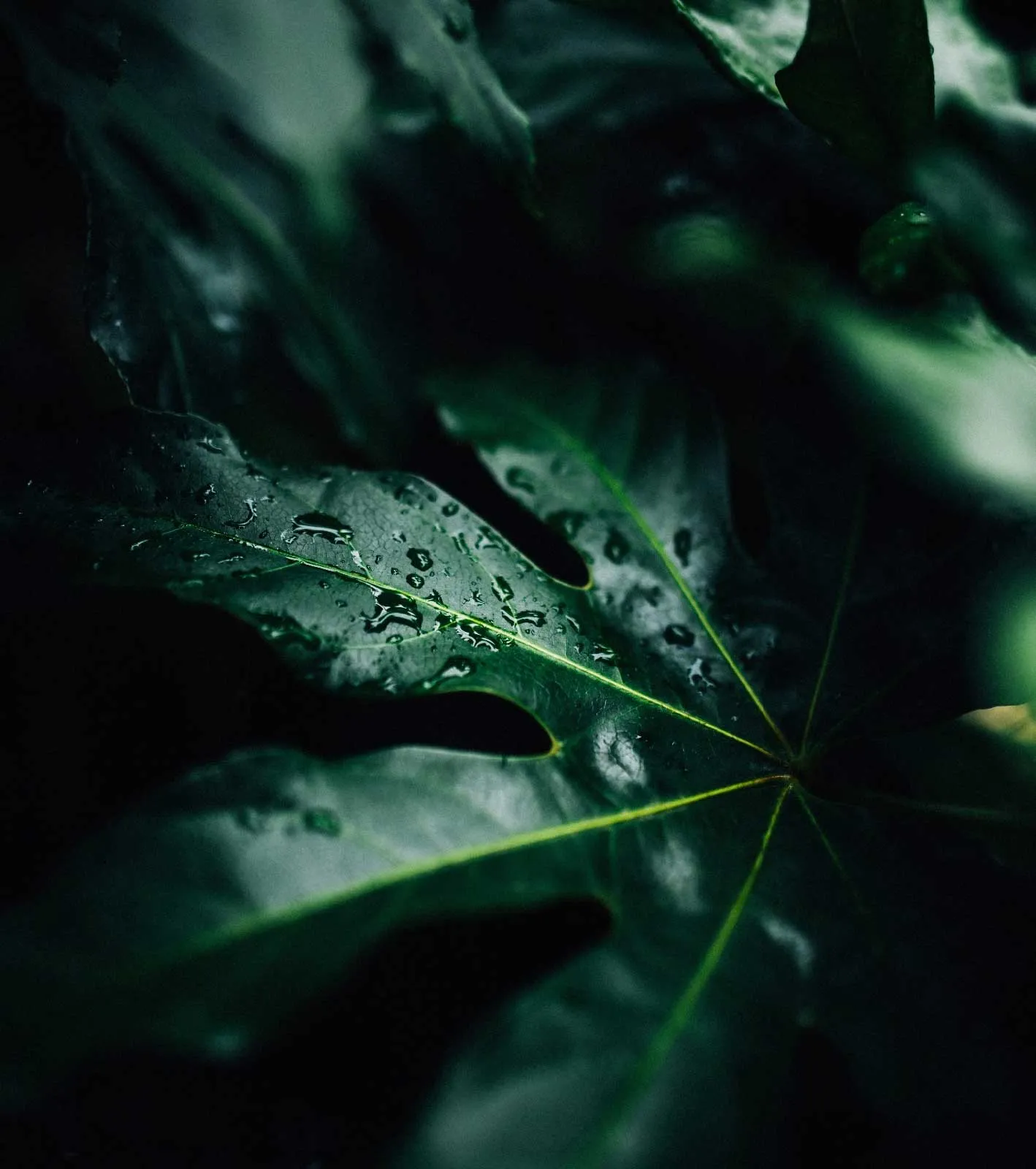 Dark green leaves moodboard